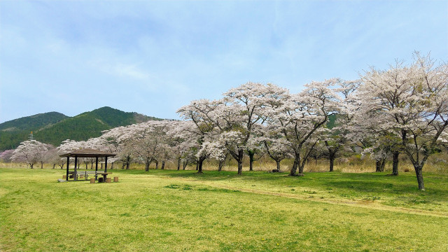 小百川桜公園